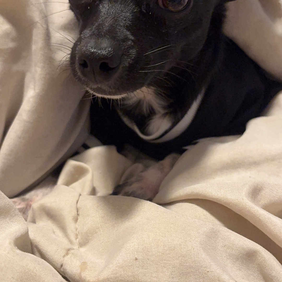 Bonnie And Clyde joined the competition — help win amazing prizes! animal, bed, black_dog, blanket, closeup, companion, cozy, curious, cute, dog, ears, fur, indoors, pet, portrait, resting, small_dog, snug, soft, whiskers