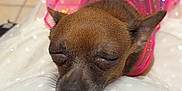 Savage joined the competition — help win amazing prizes! adorable, animal, blanket, calm, closeup, cozy, cute, dog, floor_tiles, heart_shapes, indoor, paw, pet, pink_dress, relaxation, resting, sleeping, small_dog, soft_lighting, texture