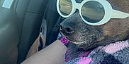 Savage joined the competition — help win amazing prizes! accessory, animal, car_interior, casual, clothing, companion, cute, dog, furry, human_arm, indoor, pet, pink, portrait, purple, reflection, relaxed, seat, sunglasses, window