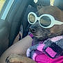 Savage joined the competition — help win amazing prizes! accessory, animal, car_interior, casual, clothing, companion, cute, dog, furry, human_arm, indoor, pet, pink, portrait, purple, reflection, relaxed, seat, sunglasses, window