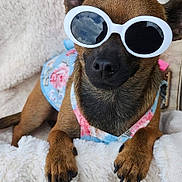 Savage joined the competition — help win amazing prizes! accessory, animal, black_nose, blanket, brown_fur, close_up, cozy, cute, dog, fashion, floral_harness, indoors, paws, pet, portrait, relaxed, small_dog, snout, sunglasses, whiskers