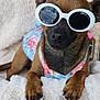 Savage joined the competition — help win amazing prizes! accessory, animal, black_nose, blanket, brown_fur, close_up, cozy, cute, dog, fashion, floral_harness, indoors, paws, pet, portrait, relaxed, small_dog, snout, sunglasses, whiskers
