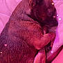 Savage is registered to the contest to win money with this photo: animal, bed, blanket, brown_fur, close_up, cozy, curled_up, dog, domestic_animal, ear, fur_texture, heart_effects, indoor, paw, pet, pink_light, relaxation, resting, sleeping, snout