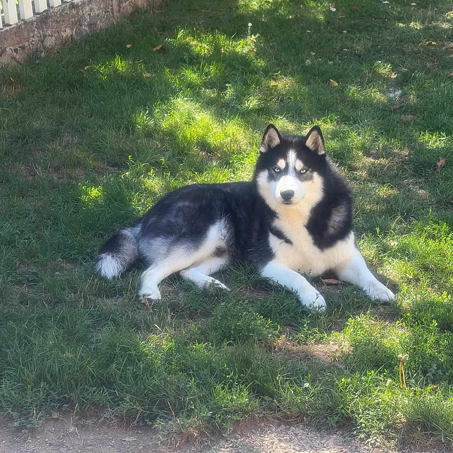 Appolo participe au concours pour gagner de l'argent avec cette photo : dog, siberian_husky, black_and_white, blue_eyes, lying_down, grass, outdoors, backyard, fence, sunlight, shadow, fur, fluffy, pet, canine, portrait, alert, relaxed, garden, patio