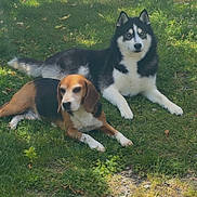 Apollo Et Paco participe au concours pour gagner de l'argent avec cette photo : adorable, animal_portrait, beagle, black_and_white, blue_eyes, canine, companions, daylight, dog, dogs, grass, husky, lawn, lying_down, nature, outdoors, park, pets, sitting, tricolor