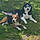 Apollo Et Paco