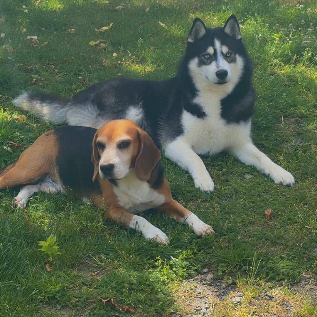 Apollo Et Paco participe au concours pour gagner de l'argent avec cette photo : adorable, animal_portrait, beagle, black_and_white, blue_eyes, canine, companions, daylight, dog, dogs, grass, husky, lawn, lying_down, nature, outdoors, park, pets, sitting, tricolor