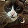 Neige