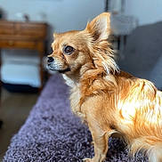 Chipie participe au concours pour gagner de l'argent avec cette photo : dog, chihuahua, pet, animal, fur, close_up, side_profile, eyes, ear, paw, blanket, sofa, indoor, bokeh, sunlight, cozy, portrait, home, furniture, cute