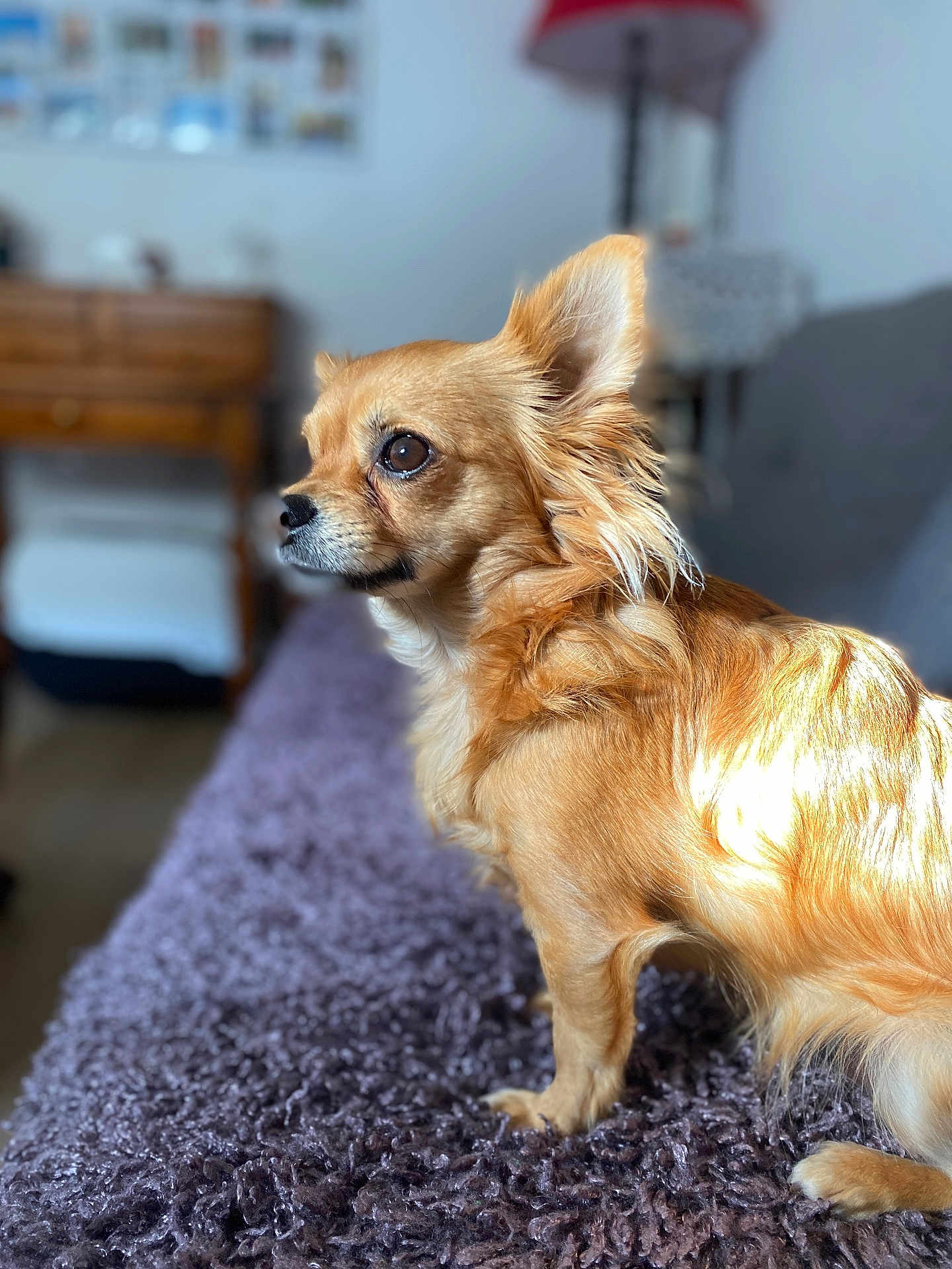 Chipie participe au concours pour gagner de l'argent avec cette photo : dog, chihuahua, pet, animal, fur, close_up, side_profile, eyes, ear, paw, blanket, sofa, indoor, bokeh, sunlight, cozy, portrait, home, furniture, cute