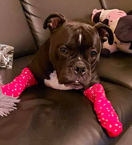 Blacko a rejoint le concours — aidez-le/la à gagner de superbes lots ! bulldog, canidae, carnivore, companion_dog, dog, dog_breed, dog_collar, dog_supply, fawn, foil, liver, non_sporting_group, old_english_bulldog, pet_supply, pink, snout, sporting_group, tongue, working_animal, working_dog