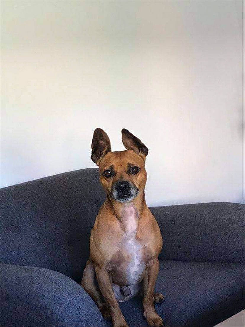 Milan a rejoint le concours — aidez-le/la à gagner de superbes lots ! carnivore, chihuahua, collar, comfort, companion_dog, couch, dog, dog_breed, fawn, fur, paw, sleeper_chair, snout, sofa_bed, studio_couch, tail, terrestrial_animal, toy_dog, whiskers, working_animal