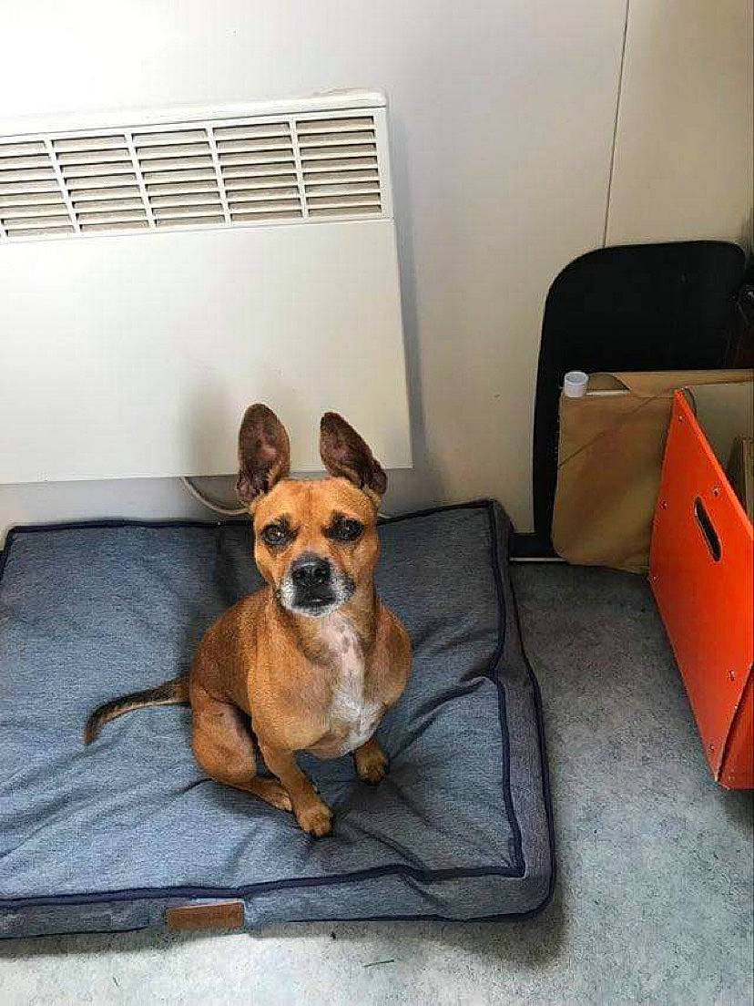 Milan participe au concours pour gagner de l'argent avec cette photo : carnivore, collar, comfort, companion_dog, couch, dog, dog_bed, dog_breed, dog_supply, fawn, floor, flooring, hardwood, mammal, snout, tail, vertebrate, whiskers, wood, working_animal