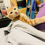 Smalls joined the competition — help win amazing prizes! cat, kitten, ginger_cat, orange_fur, pet, animal, cute, adorable, sleepy, curious, relaxed, stretching, lying_down, whiskers, pointed_ears, pink_nose, bed, blanket, bedroom, indoor