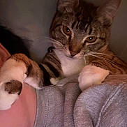 Bear joined the competition — help win amazing prizes! cat, tabby, pet, animal, fur, whiskers, paws, closeup, indoor, person, shoulder, grey_clothing, warm_lighting, curious, domestic_cat, mammal, cute, companion, relaxed, friendly