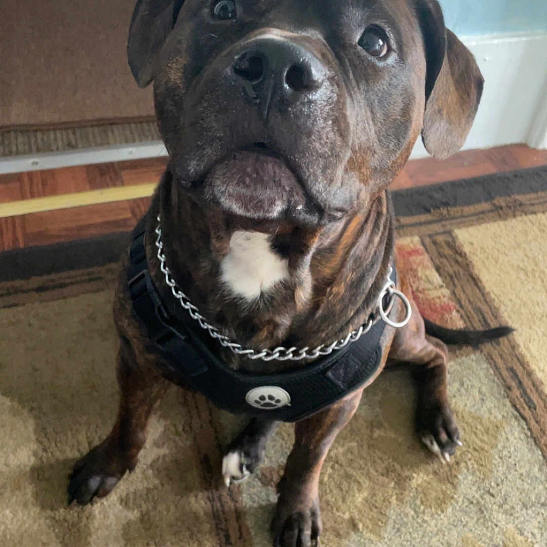 Mocha is registered to the contest to win money with this photo: black, brindle, brown, carpet, chain, collar, dog, door, ears, floor, harness, indoor, looking_up, paw_print, pet, sitting, tail, wall, white_mark, wood_floor