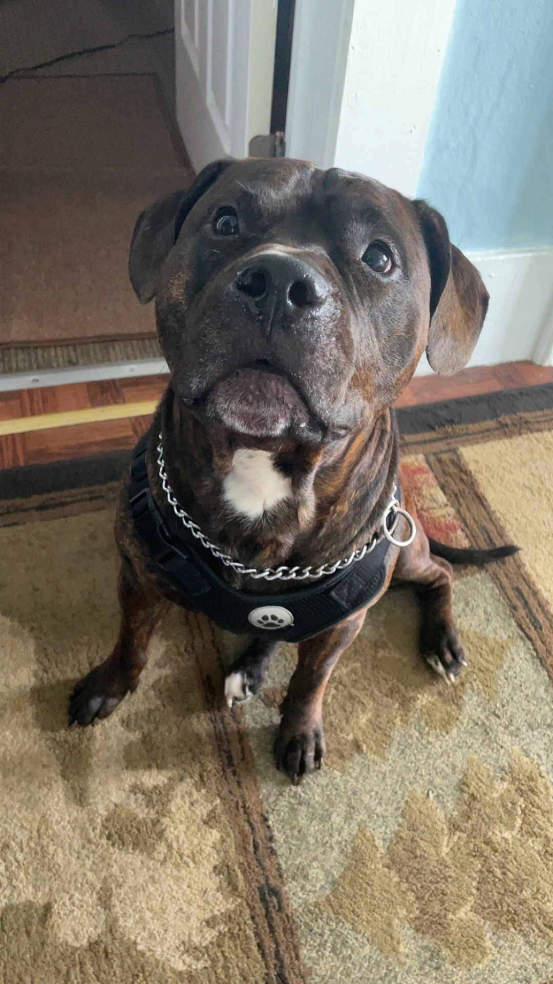 Mocha is registered to the contest to win money with this photo: dog, brindle, pet, indoor, carpet, harness, collar, chain, paw_print, floor, brown, black, white_mark, sitting, looking_up, ears, tail, wood_floor, door, wall