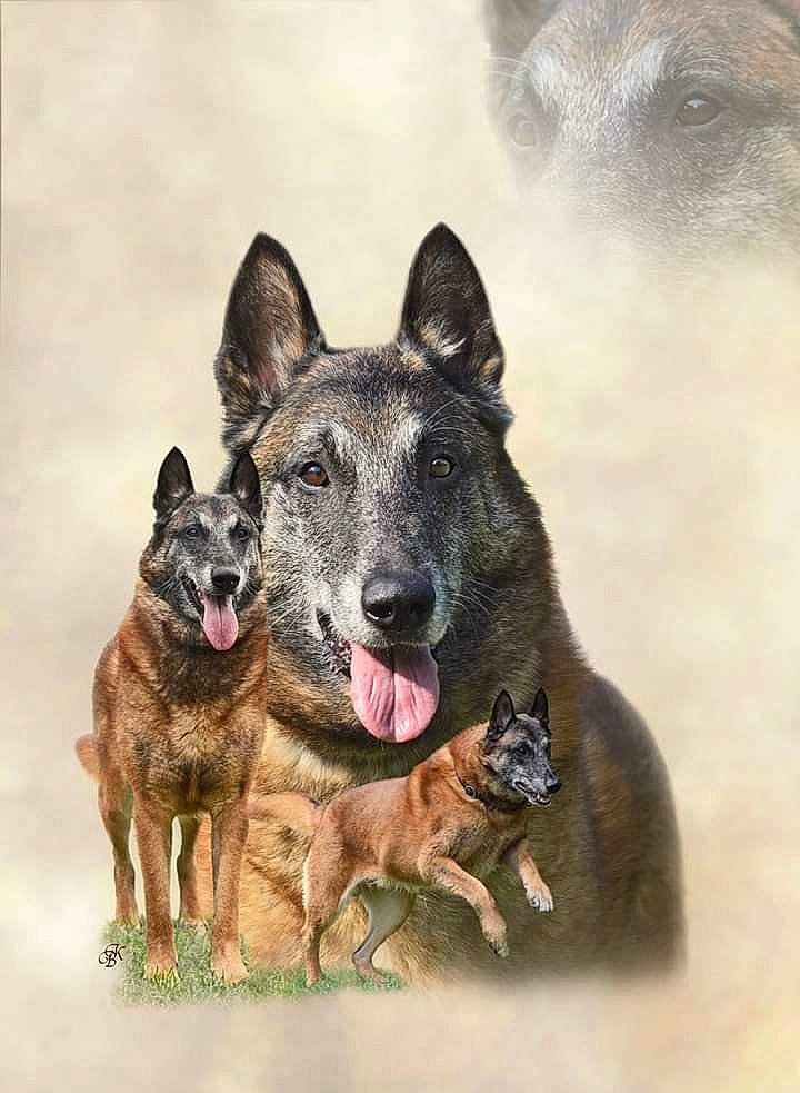 Hades a rejoint le concours — aidez-le/la à gagner de superbes lots ! canidae, carnivore, dog, dog_breed, dutch_shepherd_dog, german_shepherd_dog, kai_ken, kunming_wolfdog, mammal, norwegian_elkhound, rare_breed_dog, shiloh_shepherd_dog, vertebrate