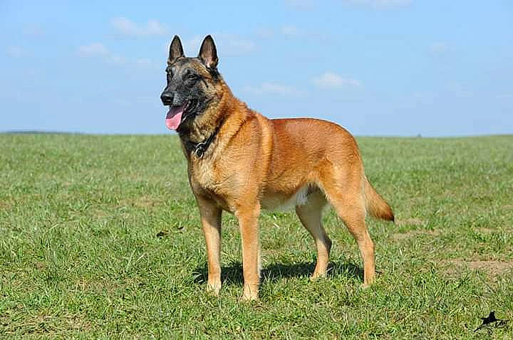 Hades participe au concours pour gagner de l'argent avec cette photo : ancient_dog_breeds, belgian_shepherd, belgian_shepherd_malinois, canidae, carnivore, dog, dog_breed, east_european_shepherd, fawn, german_shepherd_dog, herding_dog, king_shepherd, kunming_wolfdog, laekenois, mammal, old_german_shepherd_dog, shiloh_shepherd_dog, tervuren, vertebrate, working_dog