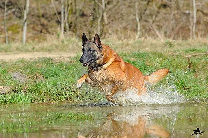Hades participe au concours pour gagner de l'argent avec cette photo : belgian_shepherd, belgian_shepherd_malinois, canidae, carnivore, dog, dog_breed, east_european_shepherd, fawn, german_shepherd_dog, kunming_wolfdog, laekenois, mammal, old_german_shepherd_dog, police_dog, shiloh_shepherd_dog, sporting_group, tervuren, vertebrate, wildlife, working_dog