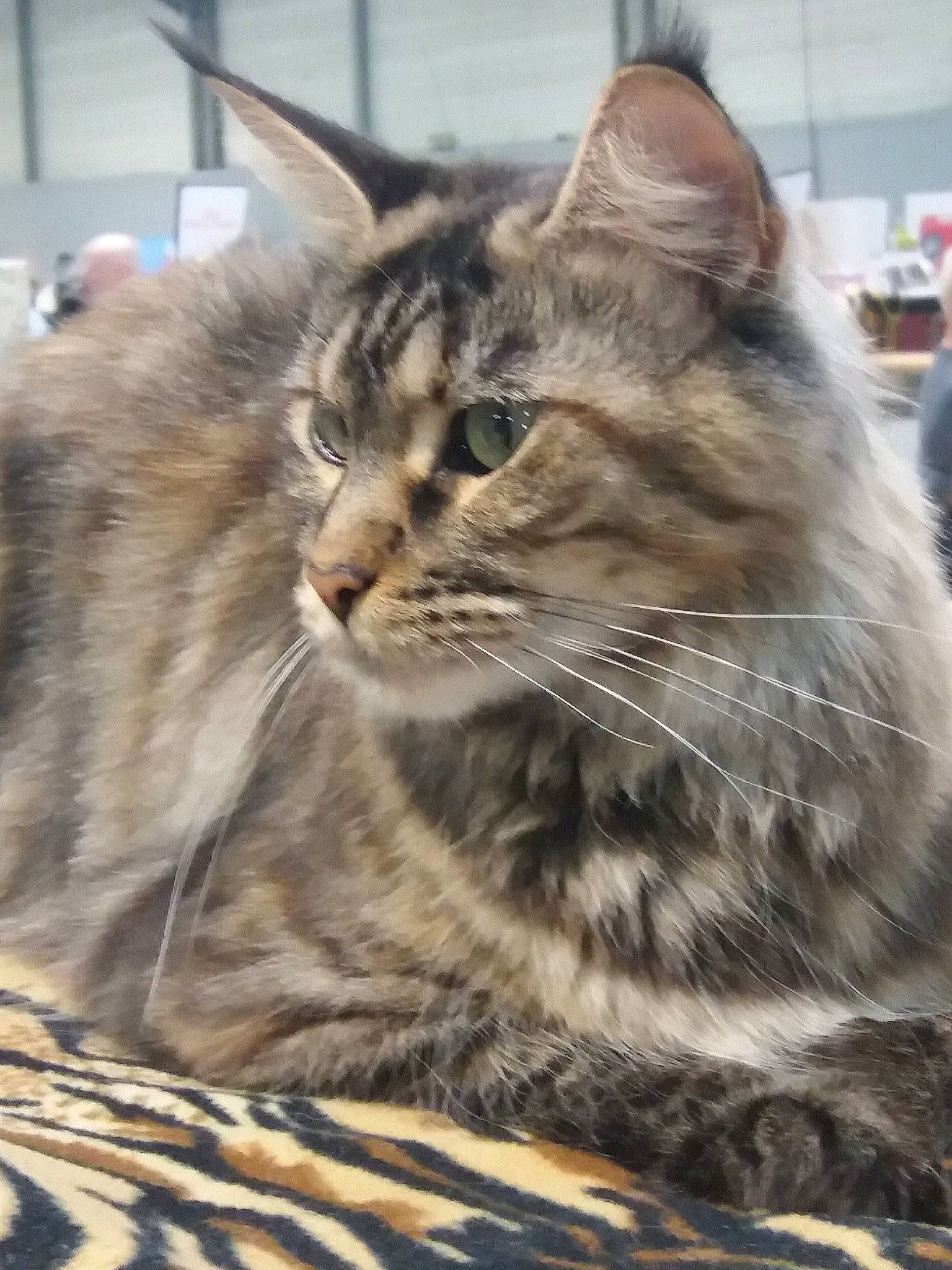 Waldo Kitty participe au concours pour gagner de l'argent avec cette photo : american_bobtail, american_shorthair, asian, australian_mist, carnivore, cat, domestic_short_haired_cat, dragon_li, european_shorthair, felidae, maine_coon, mammal, norwegian_forest_cat, pixie_bob, siberian, small_to_medium_sized_cats, tabby_cat, vertebrate, whiskers, wild_cat