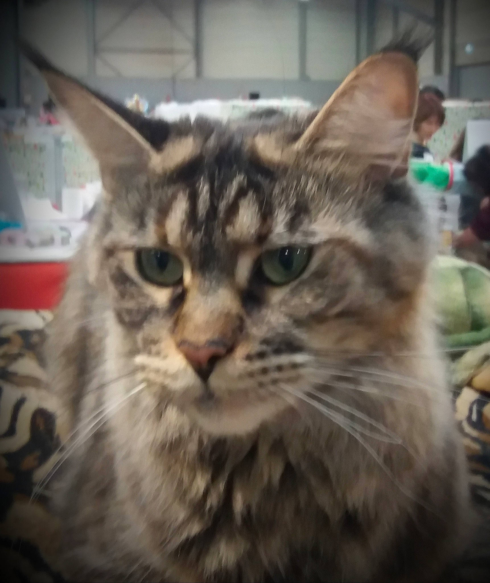 Waldo Kitty a rejoint le concours — aidez-le/la à gagner de superbes lots ! aegean_cat, american_shorthair, asian, carnivore, cat, domestic_short_haired_cat, dragon_li, european_shorthair, felidae, kitten, maine_coon, mammal, pixie_bob, small_to_medium_sized_cats, snapshot, snout, tabby_cat, vertebrate, whiskers, wild_cat