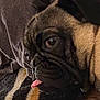 Trippie is registered to the contest to win money with this photo: dog, pug, close_up, tongue_out, wrinkled_face, pet, animal, cute, cozy, blanket, striped, brown, black, fur, indoors, resting, sleepy, portrait, snout, ears