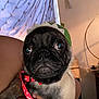 Trippie is registered to the contest to win money with this photo: dog, pug, pet, close_up, costume, hat, dinosaur_hat, collar, red_collar, animal, cute, indoor, person_hand, portrait, pet_accessory, furry, face, expression, cozy, home