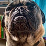 dog, pug, close_up, pet, collar, tag, indoor, natural_light, brown_fur, wrinkles, face, eyes, nose, mouth, whiskers, background, bookshelf, curtain, floor, portrait