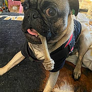 Trippie joined the competition — help win amazing prizes! dog, pug, bone, pet, indoor, animal, tongue, black_harness, fur, wide_eyes, chewing, blanket, carpet, paw, cute, companion, pet_accessory, domestic, playful, resting