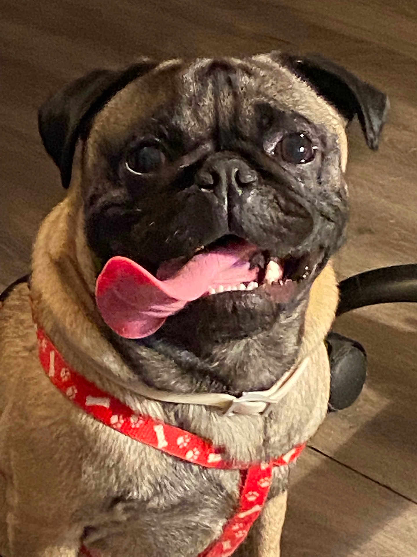 Trippie joined the competition — help win amazing prizes! dog, pug, pet, tongue_out, harness, red_harness, animal, canine, face, sitting, indoor, floor, wooden_floor, cute, happy, playful, muzzle, ears, closeup, companion
