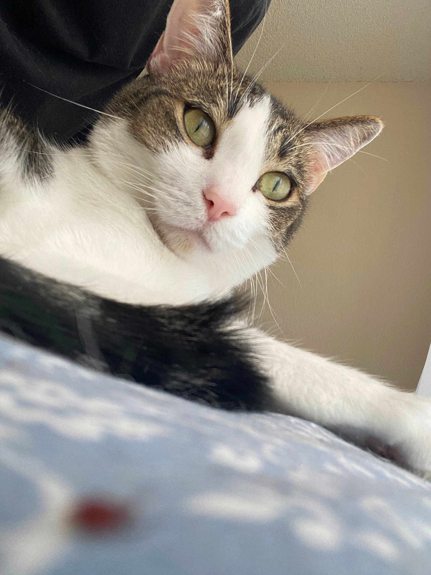 Leo