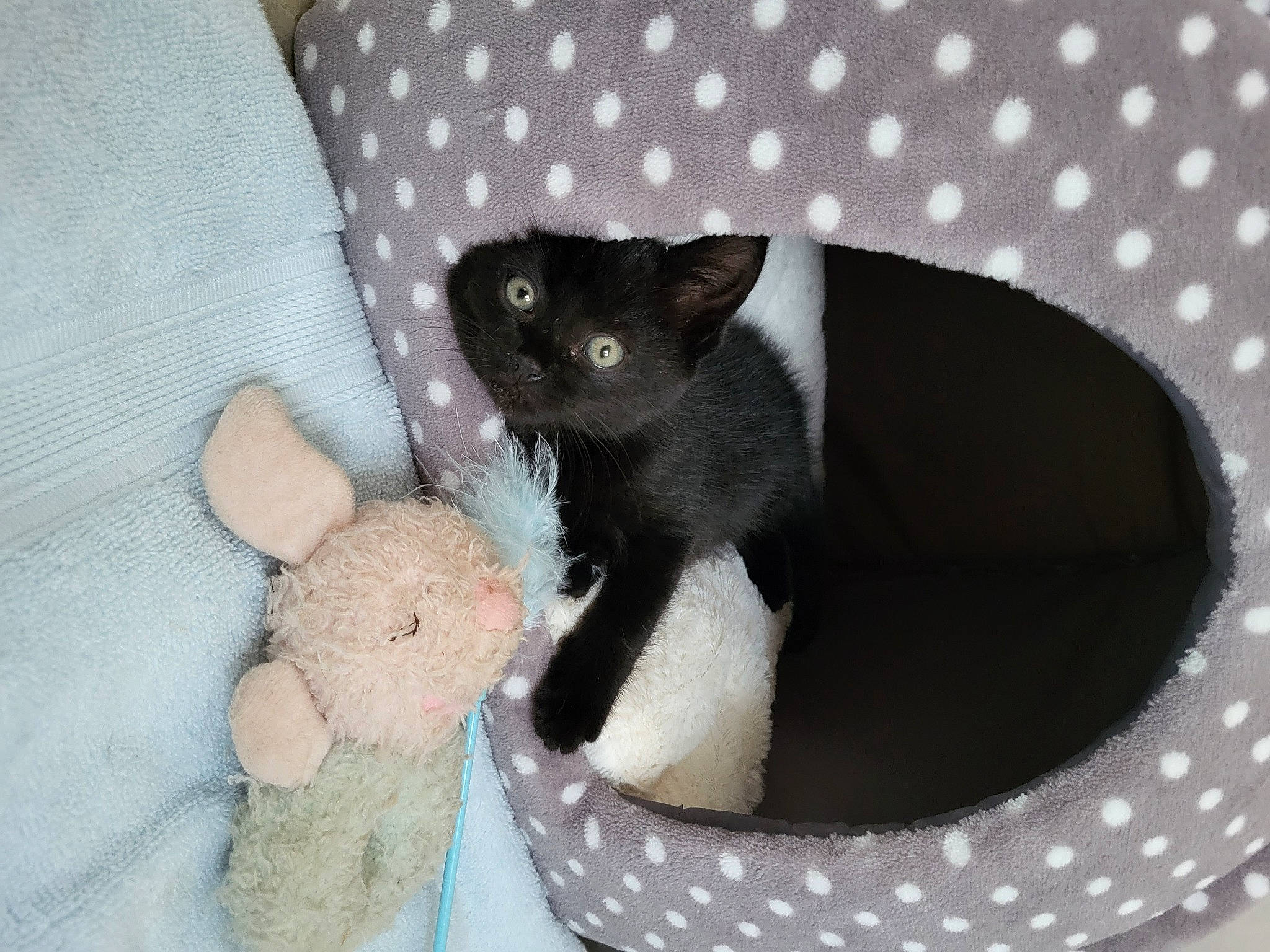 Bobby is registered to the contest to win money with this photo: black_cat, bombay, carnivore, cat, cat_bed, cat_supply, comfort, domestic_short_haired_cat, felidae, fur, grey, pattern, paw, pet_supply, small_to_medium_sized_cats, tail, terrestrial_animal, whiskers