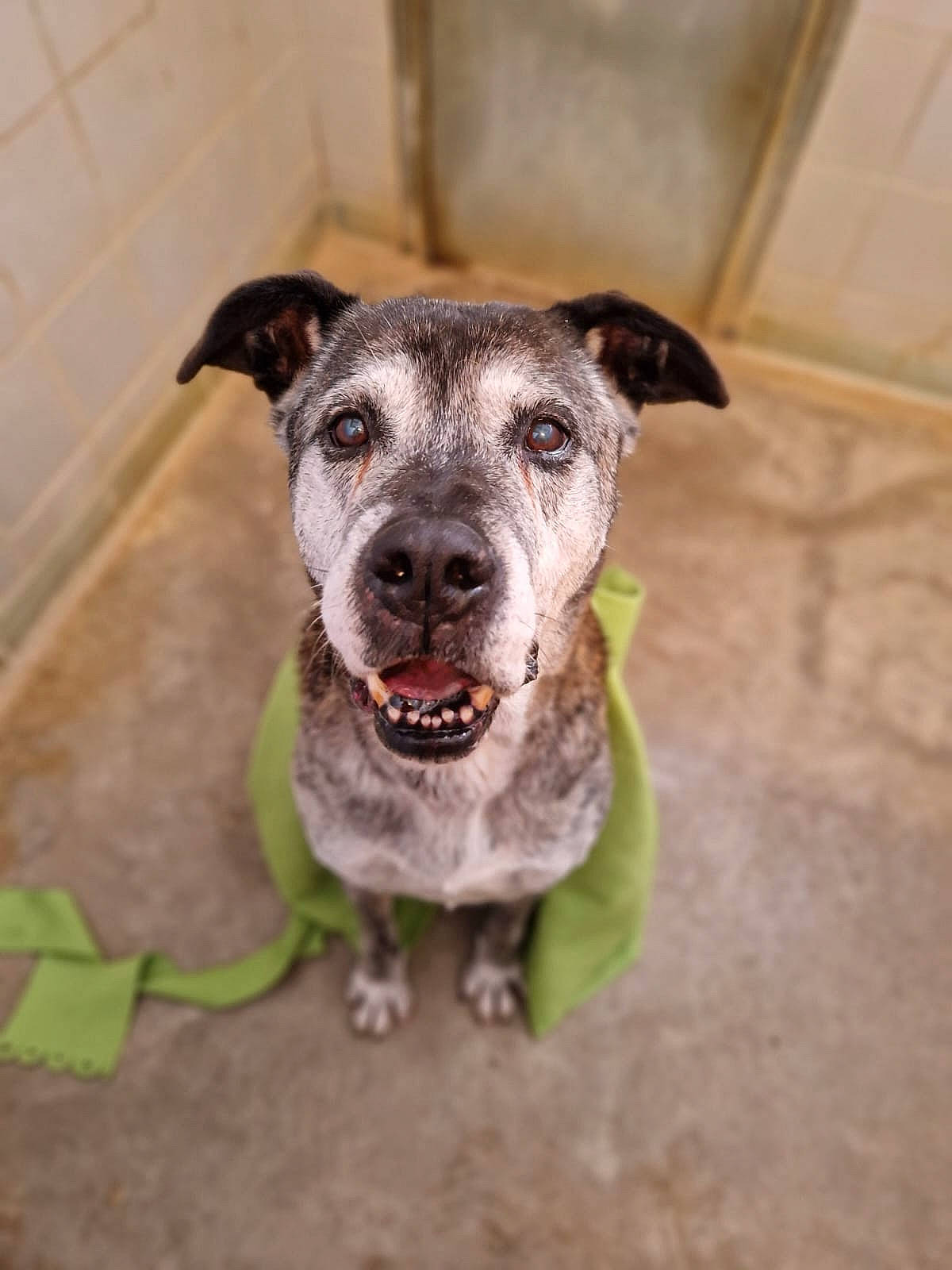 Nounours a rejoint le concours — aidez-le/la à gagner de superbes lots ! canidae, carnivore, collar, companion_dog, dog, dog_breed, dog_collar, fawn, fur, leash, plant, puppy, snout, sporting_group, street_dog, terrestrial_animal, terrier, whiskers, working_animal, working_dog