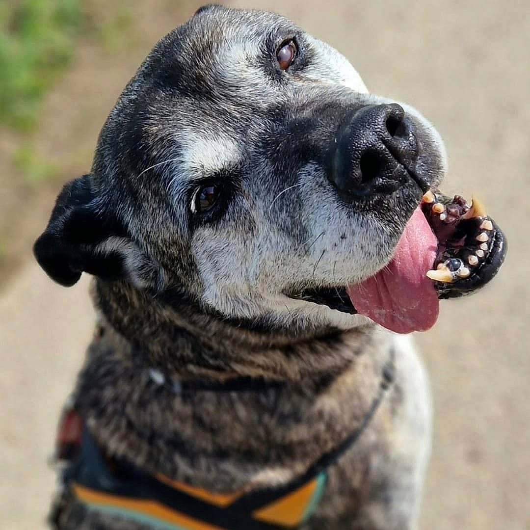 Nounours a rejoint le concours — aidez-le/la à gagner de superbes lots ! ancient_dog_breeds, borador, canidae, carnivore, collar, companion_dog, dog, dog_breed, dog_collar, fawn, fur, guard_dog, gun_dog, leash, non_sporting_group, sporting_group, terrestrial_animal, whiskers, working_animal, working_dog