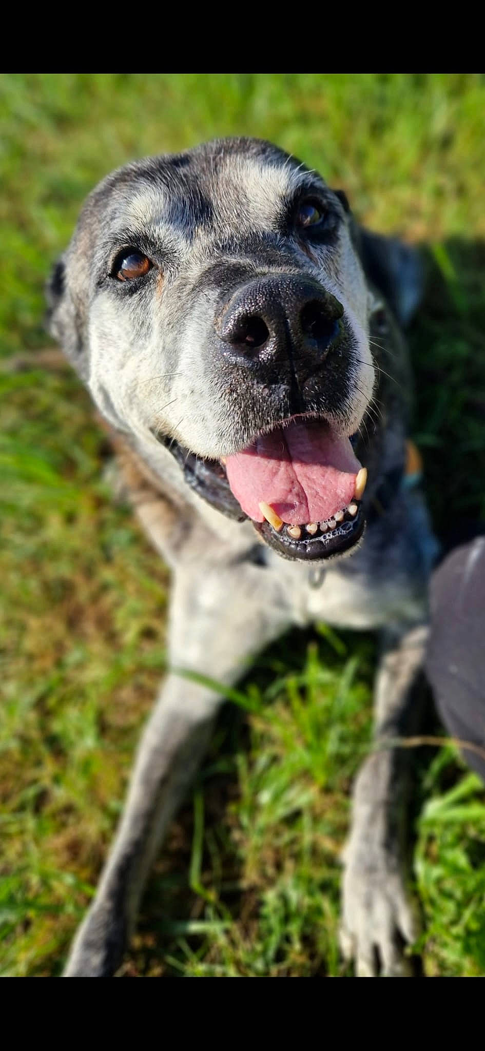 Nounours participe au concours pour gagner de l'argent avec cette photo : canidae, carnivore, collar, companion_dog, dog, dog_breed, dog_collar, fang, fawn, grass, guard_dog, non_sporting_group, plant, snout, sporting_group, terrestrial_animal, whiskers, working_animal, working_dog, wrinkle