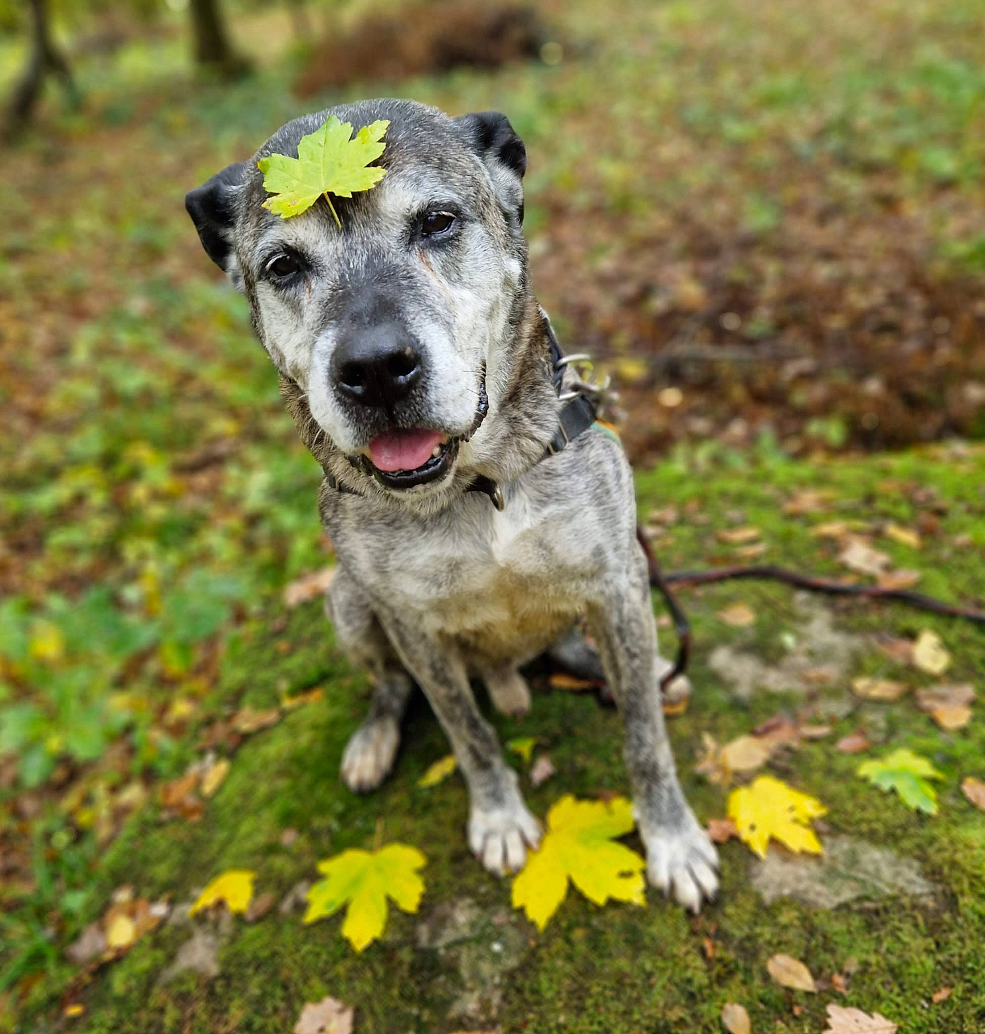 Nounours participe au concours pour gagner de l'argent avec cette photo : australian_cattle_dog, canidae, carnivore, collar, companion_dog, dog, dog_breed, dog_collar, flower, grass, groundcover, herding_dog, leash, plant, snout, sporting_group, terrestrial_animal, whiskers, working_animal, working_dog