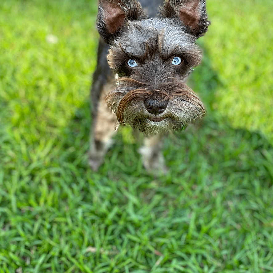 Marley joined the competition — help win amazing prizes! accessories, affenpinscher, airedale, animal, bulldog, canine, dog, field, germanshepherd, grass, grassland, lawn, nature, outdoors, pet, plant, poodle, puppy, strap, terrier