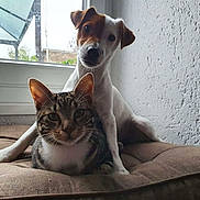 Perle participe au concours pour gagner de l'argent avec cette photo : animal, brown_cushion, cat, curious, cushion, dog, ears, face, friendship, fur, indoor, jack_russell_terrier, looking_at_camera, natural_light, pet, relaxed, tabby_cat, whiskers, white_wall, window