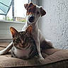 animal, brown_cushion, cat, curious, cushion, dog, ears, face, friendship, fur, indoor, jack_russell_terrier, looking_at_camera, natural_light, pet, relaxed, tabby_cat, whiskers, white_wall, window