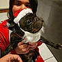 person, dog, puppy, santa_hat, fake_beard, holiday_costume, holding, hands, indoor, couch, tile_floor, red_clothing, close_up, blurry, cute, pet, portrait, eye, face, warm_lighting
