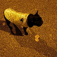 Nala participe au concours pour gagner de l'argent avec cette photo : dog, canine, pet, small_dog, black_fur, quilted_jacket, reflective_jacket, paw_print, standing, asphalt, street, night, street_lighting, shadow, leaf, pavement_texture, outdoor, walking, portrait, cold_weather