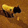 dog, canine, pet, small_dog, black_fur, quilted_jacket, reflective_jacket, paw_print, standing, asphalt, street, night, street_lighting, shadow, leaf, pavement_texture, outdoor, walking, portrait, cold_weather