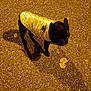 dog, french_bulldog, black_dog, pet, jacket, reflective_jacket, paw_print, asphalt, street, night, streetlight, shadow, standing, outdoors, cute, small_dog, texture, evening, walking, coat