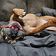 Winnie joined the competition — help win amazing prizes! dog, pet, playful, lying_down, upside_down, tongue, teeth, paw, blanket, gray, indoor, couch, fur, happy, cute, animal, canine, snout, nose, relaxed