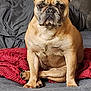 french_bulldog, dog, pet, animal, indoor, bed, blanket, gray_bedding, red_blanket, canine, portrait, sitting, ears, face, fur, paw, cute, companion, looking, domestic