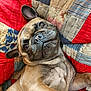 Winnie is registered to the contest to win money with this photo: dog, french_bulldog, pet, animal, quilt, patchwork, texture, close_up, brown_fur, cute, relaxed, indoor, portrait, face, ears, snout, eyes, resting, companion, cozy