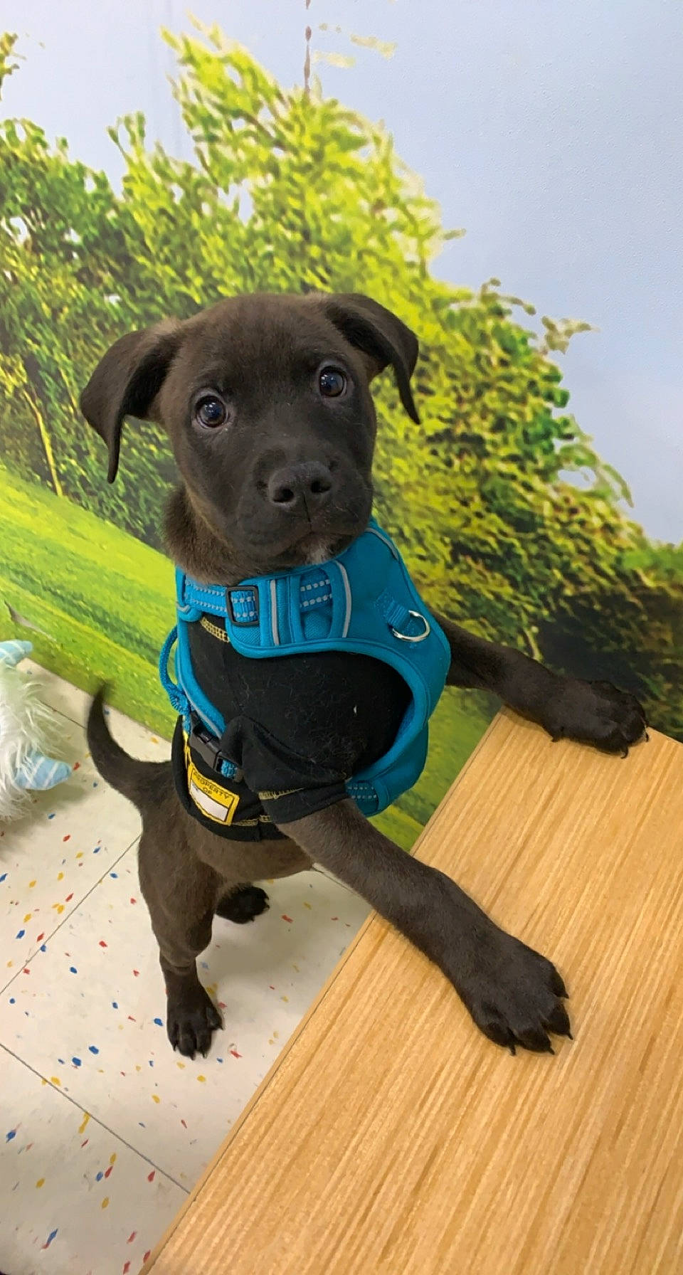 Diesel is registered to the contest to win money with this photo: carnivore, collar, companion_dog, dog, dog_breed, dog_collar, dog_supply, floor, flooring, hardwood, laminate_flooring, mammal, pet_supply, snout, sporting_group, teal, wood, wood_flooring, wood_stain, working_animal