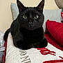 Nilo joined the competition — help win amazing prizes! animal, black_cat, cat, close_up, cozy, cushion, domestic_cat, feline, fur, green_eyes, indoor, looking_at_camera, pet, portrait, red_pillow, relaxed, resting, soft_lighting, whiskers, white_fabric