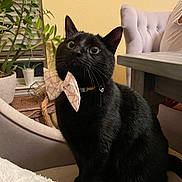 Nilo is registered to the contest to win money with this photo: black_cat, bow_tie, cat, chair, cozy, curious, curled_tail, cushion, decor, domestic_animal, furniture, indoor, pet, plant, soft_light, table, tufted_chair, whiskers, wide_eyes, window